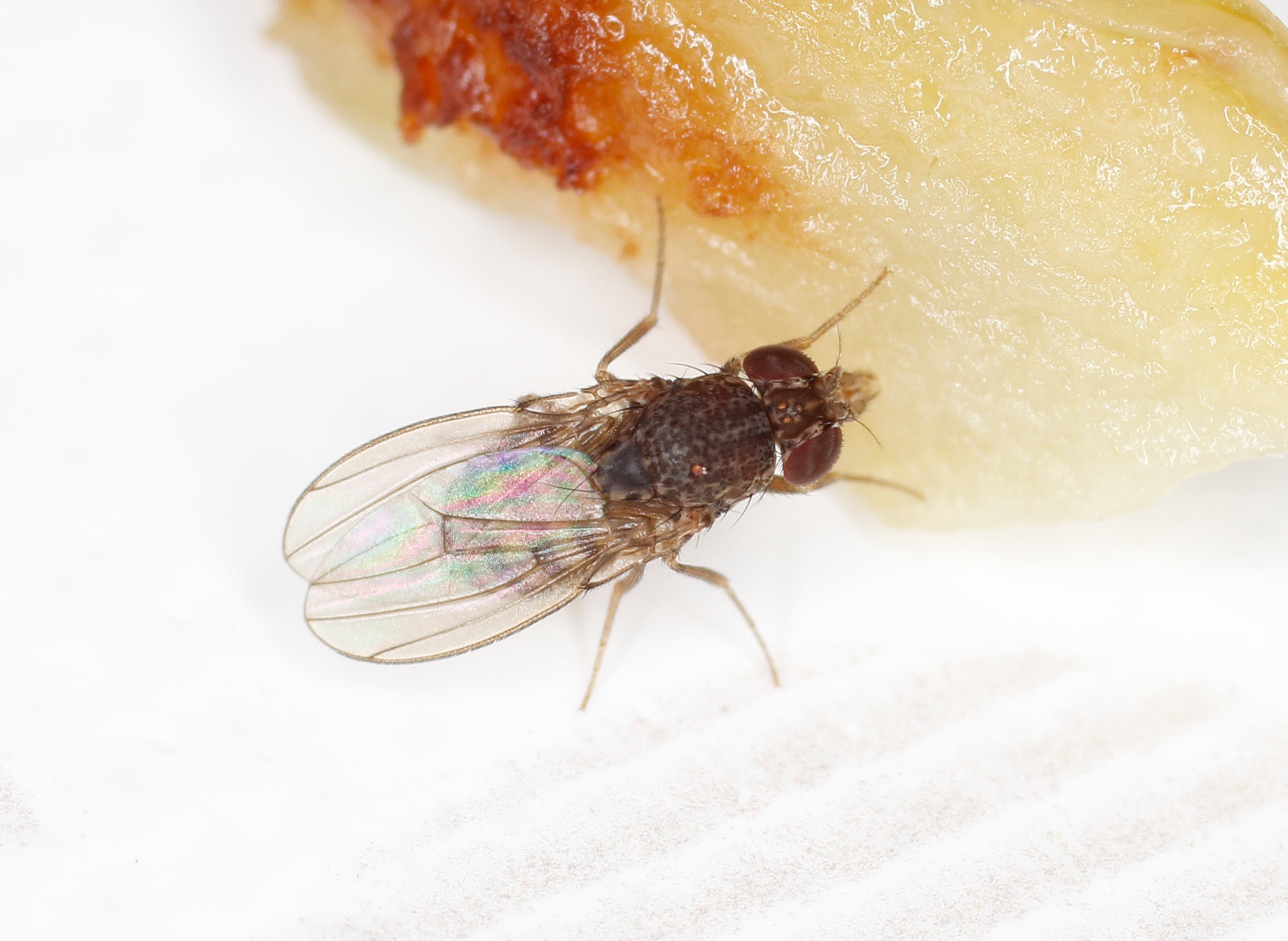 Drosophilidae: Drosophila cfr. repleta